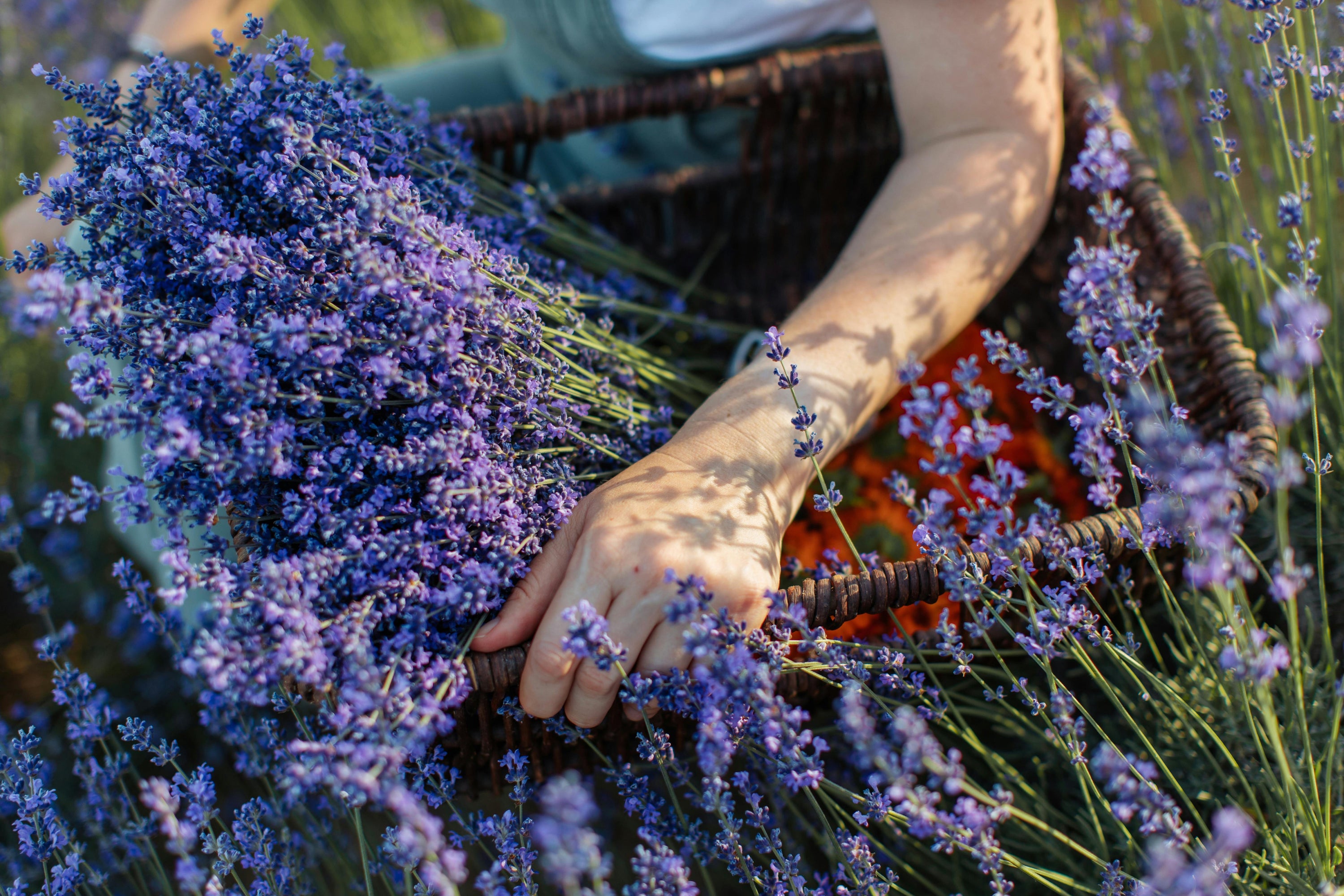 Lavandula Hybrida Și Lavandula Angustifolia
